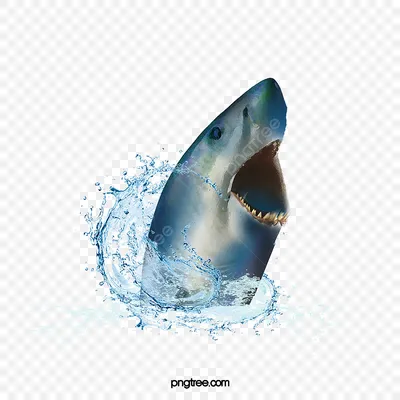 водные акулы PNG , вода, акула, акула акула PNG картинки и пнг PSD рисунок  для бесплатной загрузки