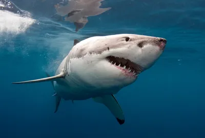 Первый за 175 лет случай нападения акулы на человека зафиксирован у берегов  Британии | В мире