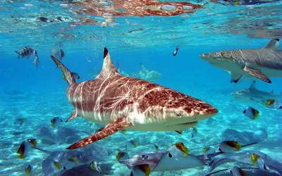 Акулы индийского океана - 65 фото