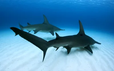Картинка Две акулы молот » Акулы » Рыба » Животные » Картинки 24 - скачать  картинки бесплатно