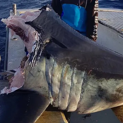 Рыбак выловил 100-килограммовую голову мертвой акулы: Звери: Из жизни:  Lenta.ru