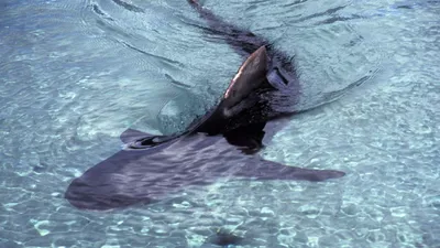 Почему акулы убивают: нападения хищников связывают с деятельностью людей |  Статьи | Известия