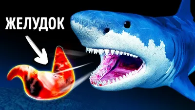 Зачем акулы выплевывают свой желудок и еще 28 интересных фактов про акул -  YouTube