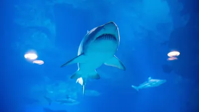 Две гигантские акулы подплыли к купальщикам, среди них были дети — видео -  22.07.2021, Sputnik Кыргызстан