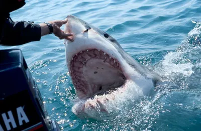 Хвастался уловом: отец случайно снял нападение акулы на своего 8-милетнего  сына — видео - МЕТА
