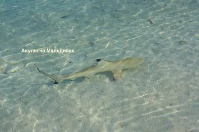 Акулы на Мальдивах 🦈 рифовые, китовая, акулы-няньки, опасны ли