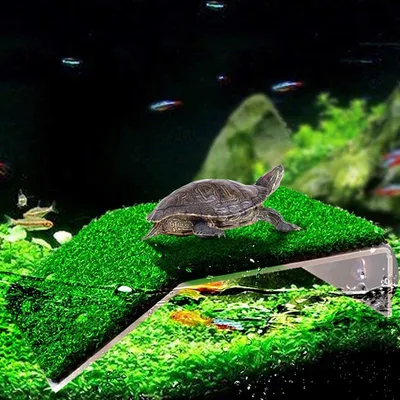 Купить площадка для черепах на аквариум Reptology, 43x36 см, цены на  Мегамаркет | Артикул: 600010737229