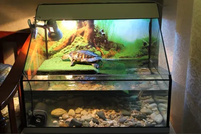 Аквариум с черепахами фото