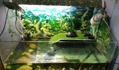 Аквариум прозрачный ящик для разведения черепах рептилии амфибии сушильная  платформа для дома портативный пластиковый резервуар для воды для черепахи  | AliExpress