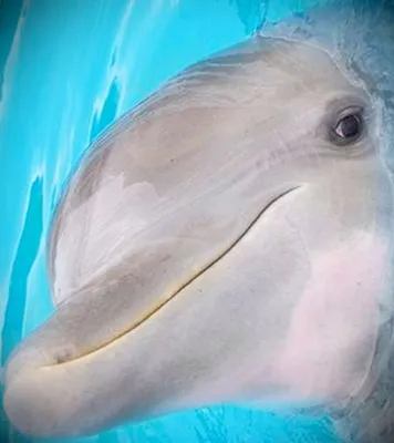 Голубой дельфин: содержание, совместимость, разведение, фото-видео обзор  рыбки