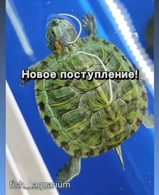 Новый аквариум