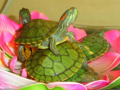 Водные черепахи : Красноухая черепаха - 4-6 см
