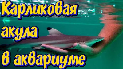 110 мм натуральные кристаллы; Морские животные; Дельфин; Океан; Яшма; Кит;  Резьба; Акула; Кварцевый камень; Аквариумные рыбки; Украшения; Игрушки 1  шт. | AliExpress