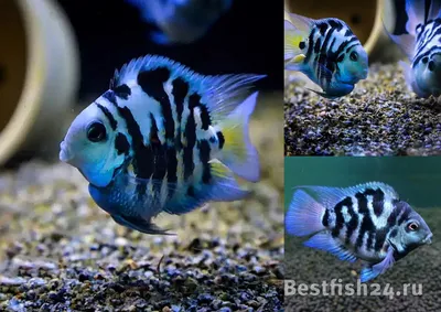 Рыба-попугай (Red Parrot Cichlid) | Справочник аквариумиста