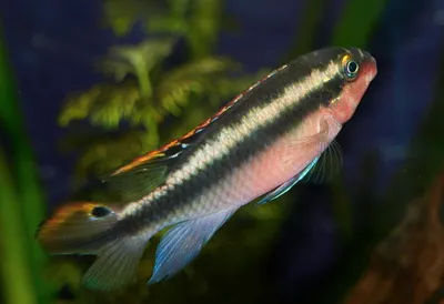 Цихлида Попугай Желтый (Сichlid parrot yellow ) купить недорого в Москве |  Амигофиш