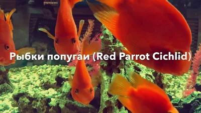 Аквариумные рыбки Цихлиды