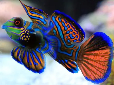 Попугай красный (Cichlasoma sp.(гибрид) | Aquarium-Style