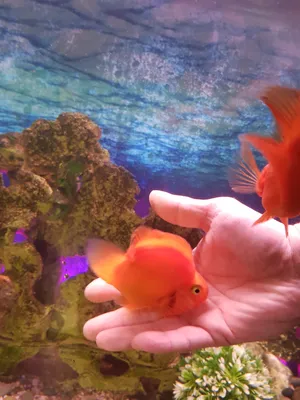 Аквариумные рыбки \"Красный попугай\" (Red parrot fish aquarium) - YouTube