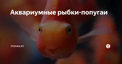 Рыбка плавает на боку либо вверх брюшком: возможные причины и выход из  ситуации
