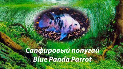 Рыба попугай. Уход, содержание, кормление, фото. | АквариумДа | Дзен