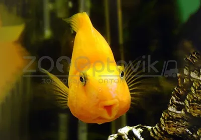 Попугай платиновый - Cichlasoma sp. [гибрид] (S)