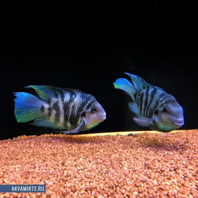 Лучшие пресноводные аквариумные рыбки - Попугай красный Cichlasoma sp.  (гибрид) | Аквариумы, рыбки и все для них | Дзен
