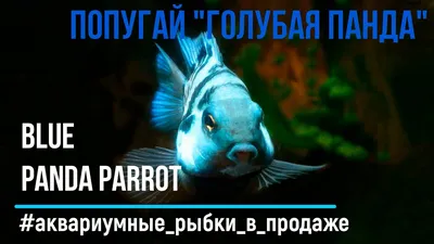 Аквариумная рыбка, Цихлазома красный попугай - YouTube