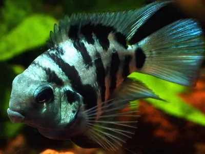 Попугай красный, Рыба-попугай (Red Parrot Cichlid)