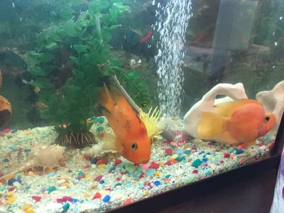 Пельвикахромис попугай Pelvicachromis pulcher / Цихлиды / Аквариумные рыбки  / КАТАЛОГ ТОВАРОВ / Аквадом - зоомагазин