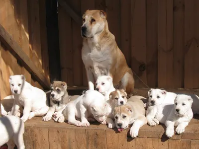 Алабая собаки щенка (62 фото) - картинки sobakovod.club