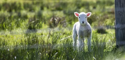 Первая уникальная мясная порода в мериносовом овцеводстве Казахстана -  Аграрная социальная сеть