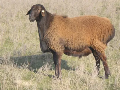 Разведение ордабасинской породы овец, Казахстанский опыт - Аграрная  социальная сеть