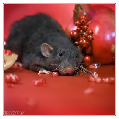 Гламурные фотографии мышей и крыс от Дианы Оздомар (Diane Ozdamar) (152  фото) » Страница 2 » Картины, художники, фотографы на Nevsepic