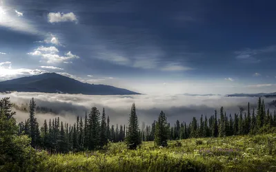 Обои на рабочий стол Горный луг, лес и туман у горной вершины, Ергаки,  Алтай, фотограф Анатолич, обои для рабочего стола, скачать обои, обои  бесплатно