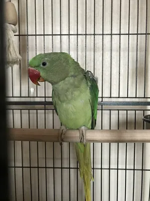 Большой кольчатый или александрийский попугай. Alexandrine parakeet . Stock  Photo | Adobe Stock