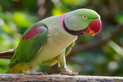 Александрийский попугай - eBird