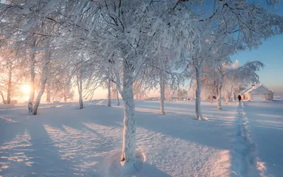 Обои на рабочий стол Деревья в зимнем парке, покрытые инеем, в розовом  свете солнца, фотограф Andrey Chizh, обои для рабочего стола, скачать обои,  обои бесплатно