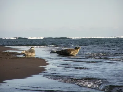 В Кроноцком заповеднике обитают самые дружелюбные тюлени - Новости РГО