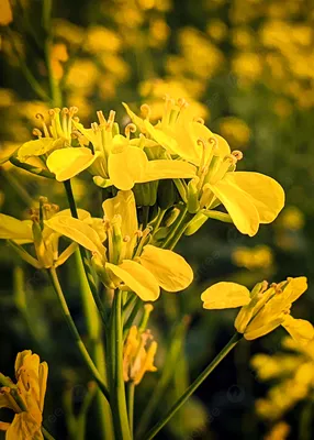 желтый алиссум цветочный фон, цветок, алиссум, фон фон картинки и Фото для  бесплатной загрузки