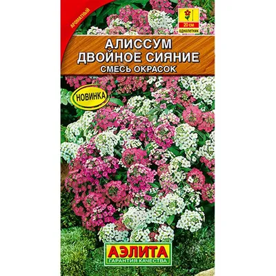 Купить Алиссум Двойное сияние недорого по цене 20руб.|Garden-zoo.ru