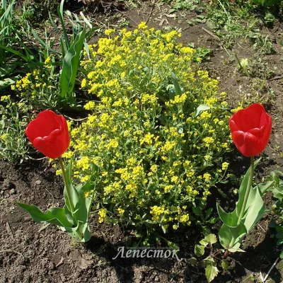 Алиссум и лобулярия - Садовые цветы - Лепесток - Любительское цветоводство
