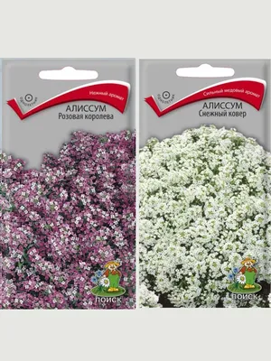 Семена однолетних цветов Алиссум Агрохолдинг Поиск 59123020 купить в  интернет-магазине Wildberries