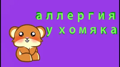 Аллергия на хомяков: безопасно ли для вас держать это животное? - Все про  аллергию