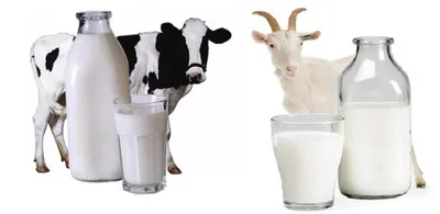 Проголосовать за козье молоко из Чувашии в конкурсе брендов регионов «Вкусы  России» можно до 2 декабря