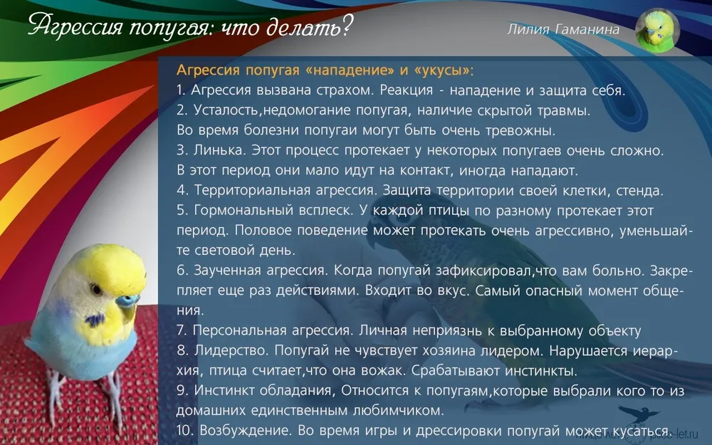 Можно ли включать пение попугаев попугаю. Классификация попугая. Рацион питания волнистых попугаев. Виды попугаев таблица. Классификация волнистого попугая.