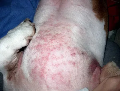 Аллергия у собак на курицу: причины, симптомы и лечение