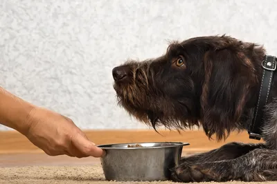 Пищевая аллергия у собак | Royal Canin UA