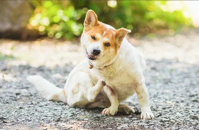 Собака расчесывает кожу - основные причины и профилактика | Royal Canin UA