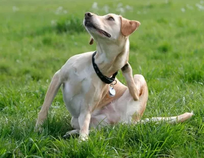 Сухой корм для собак Royal Canin Sensitivity Control, при пищевой аллергии  1,5 кг - отзывы покупателей на маркетплейсе Мегамаркет | Артикул  товара:100023431941