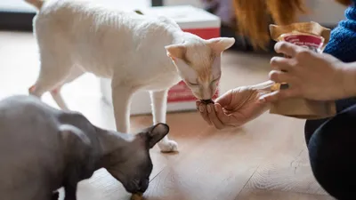 Натуралка - ❓ Собака отказывается от сырой курицы. Что делать? 🐶❌🐔 У  нашей подписчицы интересный случай: собака отказывается есть сырую курицу,  а вареную ест с удовольствием. К остальному мясу не так привередлива,